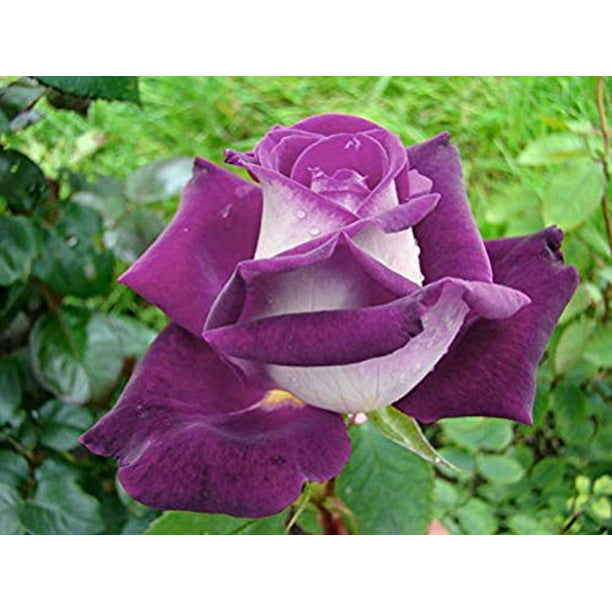 10 Color rare Rose Seed Seeds For Your Lover Petal Plants Home Garden 